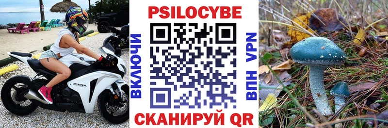 Псилоцибиновые грибы Psilocybe  Губкинский 